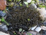 Leptogium schraderi image