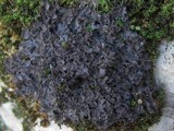 Leptogium gelatinosum image
