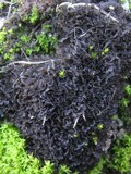 Leptogium gelatinosum image