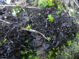 Leptogium gelatinosum image