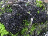 Leptogium gelatinosum image