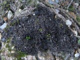 Leptogium gelatinosum image