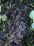 Leptogium gelatinosum image