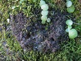 Leptogium gelatinosum image