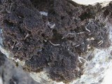 Leptogium lichenoides image