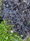 Leptogium lichenoides image