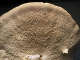 Trametes suaveolens image