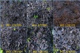 Leptogium lichenoides image