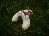 Russula atropurpurea image