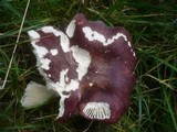 Russula atropurpurea image