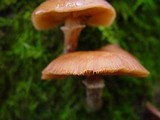 Armillaria gallica image