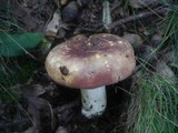 Russula graveolens image