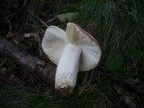 Russula graveolens image