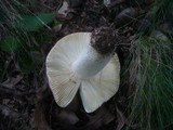 Russula graveolens image