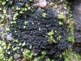 Leptogium imbricatum image