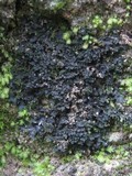 Leptogium imbricatum image