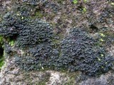 Leptogium imbricatum image