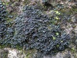 Leptogium imbricatum image