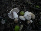 Tricholoma album image