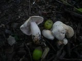 Tricholoma album image