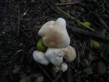 Tricholoma album image