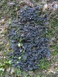 Leptogium imbricatum image
