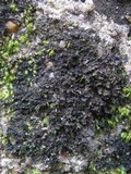 Leptogium imbricatum image