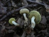 Xerocomus porosporus image