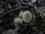 Xerocomus porosporus image