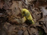Boletus cisalpinus image