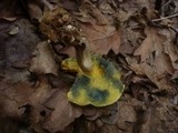 Boletus cisalpinus image