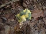 Boletus cisalpinus image