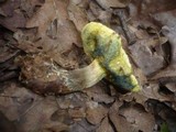 Boletus cisalpinus image