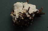Sistotrema confluens image