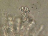 Sistotrema confluens image
