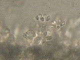 Sistotrema confluens image