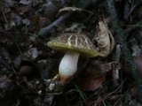 Xerocomellus marekii image