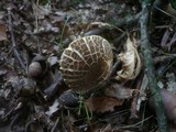 Xerocomellus marekii image