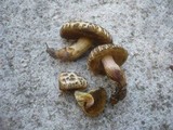 Xerocomellus marekii image