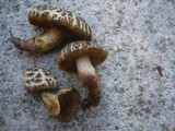 Xerocomellus marekii image