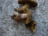 Xerocomellus marekii image