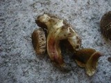 Xerocomellus marekii image