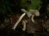Inocybe asterospora image