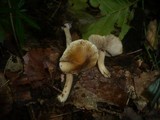 Inocybe asterospora image