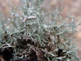 Cladonia furcata image