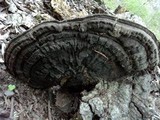 Ganoderma australe image