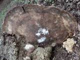 Ganoderma australe image