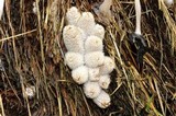 Coprinopsis cinerea image