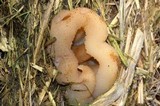 Peziza vesiculosa image