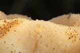 Peziza vesiculosa image